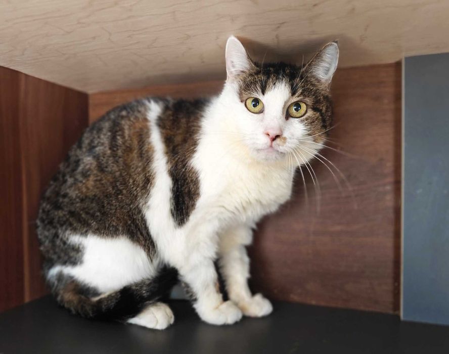 Кішечка Жасміна хоче знову стати домашньою! кішка 3р кіт кошеня кошка