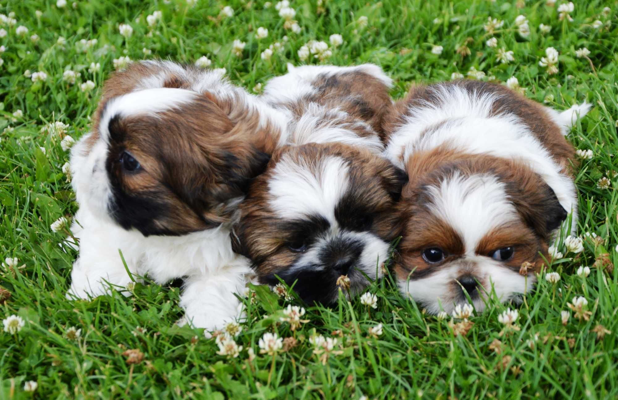 Shih-tzu piesek wychowany