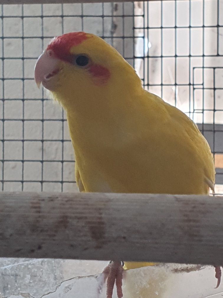 Kakarikis macho Amarelo anilhado de 2025