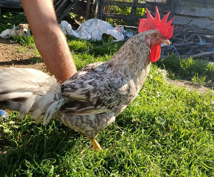 Молоді півники Борківська барвиста.