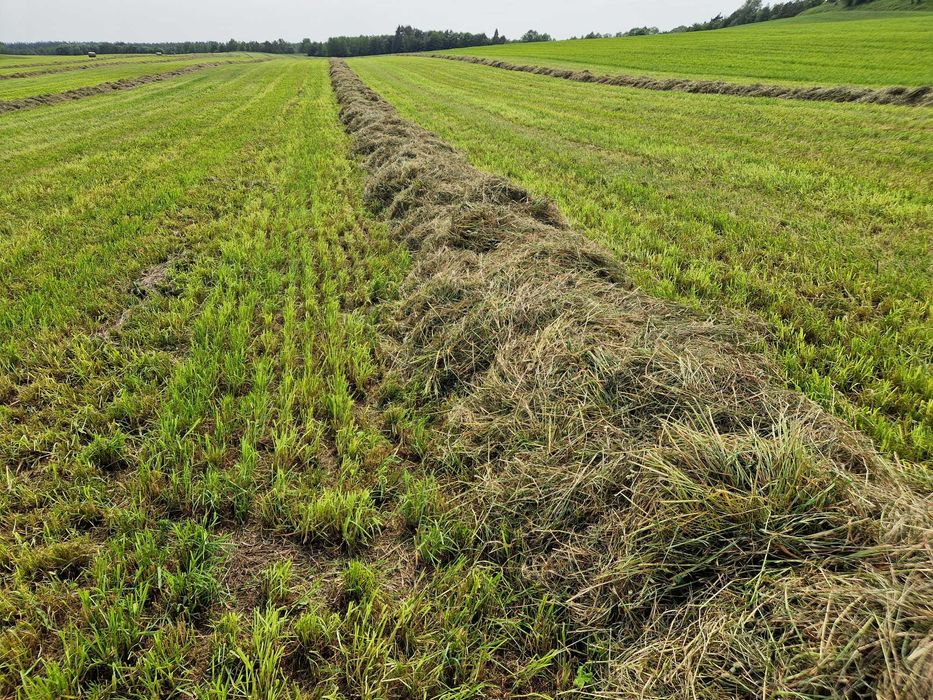 Bele sianokiszonka z traw gruntowych koniczyna lucerna