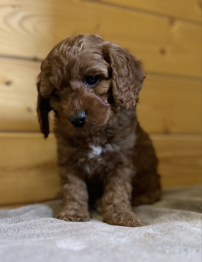 Cavapoo wolne szczenię!