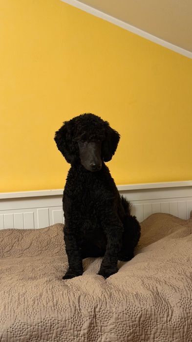 oddam z przyczyn osobistych szczeniaka pudla dużego