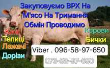 Продам корову утримання проводимо обмін на вашу худобу