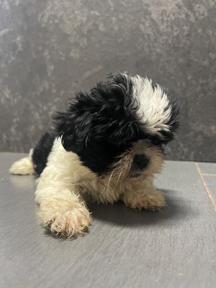 Shih tzu Femea 2 meses