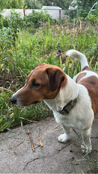 ТРЕБА вигул собаки  в Чернігів