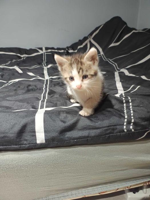 Oddam za darmo trzy małe kotki