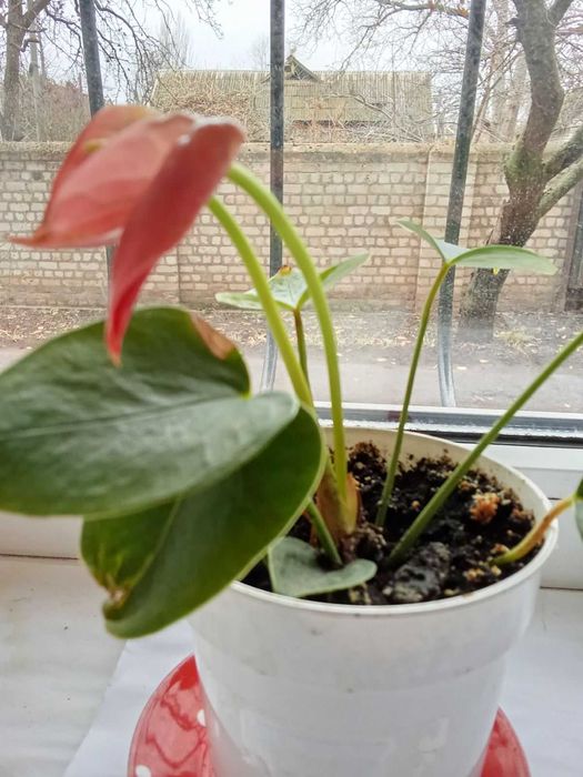 Антуриум розовый