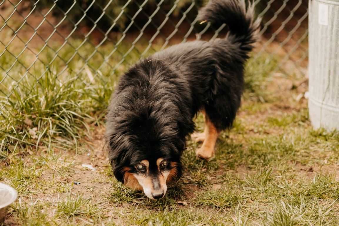 Gizmo stracił dom na stare lata... Czy ktoś da mu jeszcze szansę?