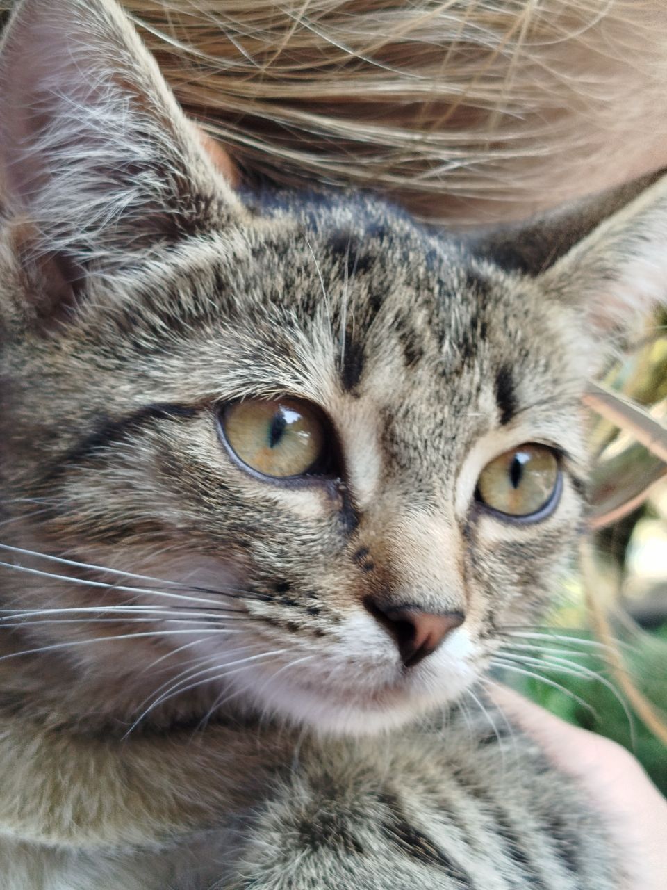 Кошеня хлопчик дворовий