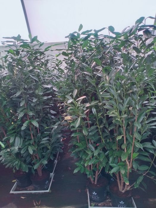 Laurowiśnia odmiana Elly