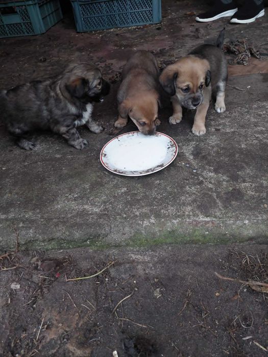 Kundelki oddam w dobre ręce