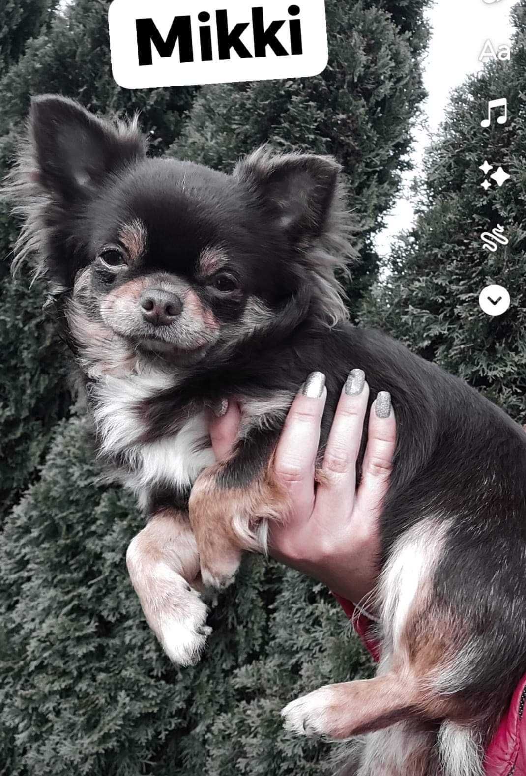 Czarno-podpalany długowłosy chihuahua samiec gotowy do odbioru/rodowód