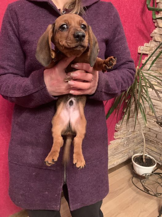 Дружелюбні Таксенята