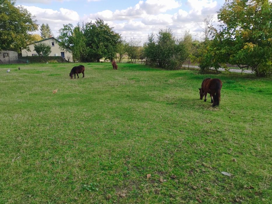 Kucyki z paszportami klacz, ogier  para