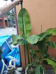 Bananowiec Musa Basjoo