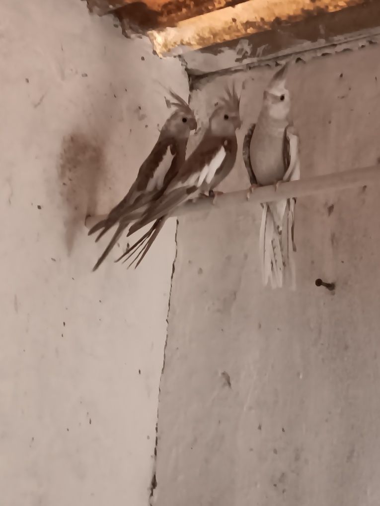 Caturras deste ano