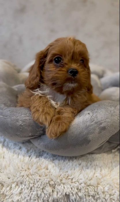 КаваПУ. Девочка. Red brown.