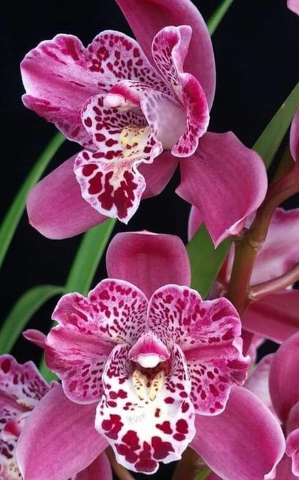 Сортовий цимбідіум