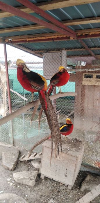 Sprzedam Bażanty kaczki