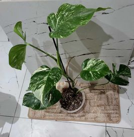 Monstera Variegata 6 liści roślina kolekcjonerska zielona