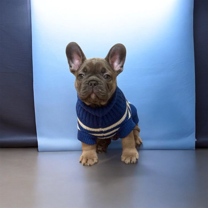 Супер діти французькі бульдоги