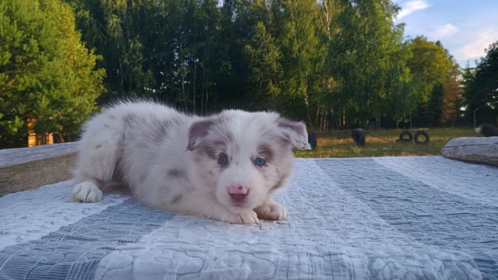 Border Collie piękna suczka lilac merle ZKwP FCI