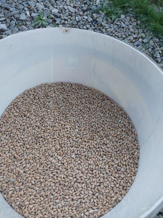 Pszenica  czyszczona