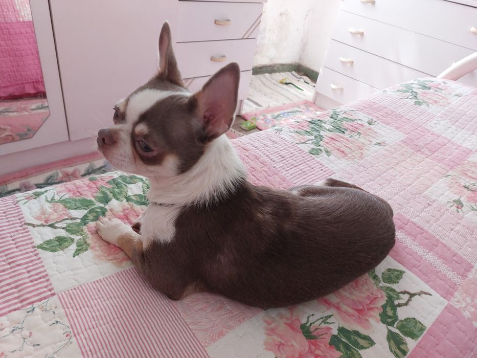 Chiuauaha para montas cor exótica