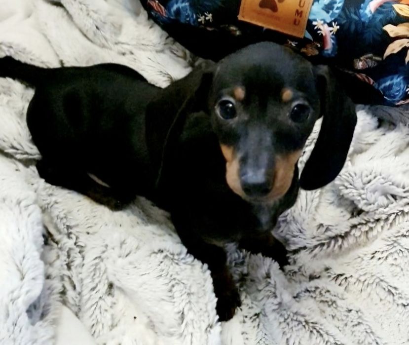 Jamnik miniatura śliczny piesek zapraszam serdecznie