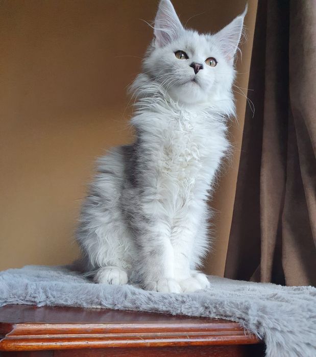 Kocurek Maine Coon