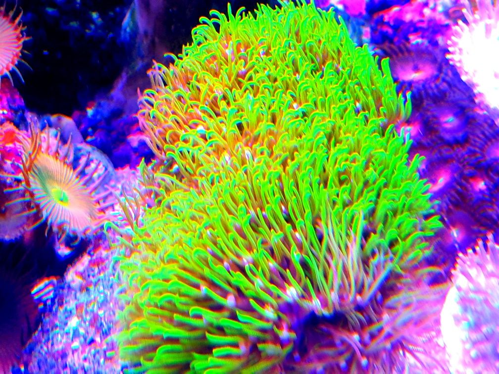 Corais vários frags Caulustreia Hulk