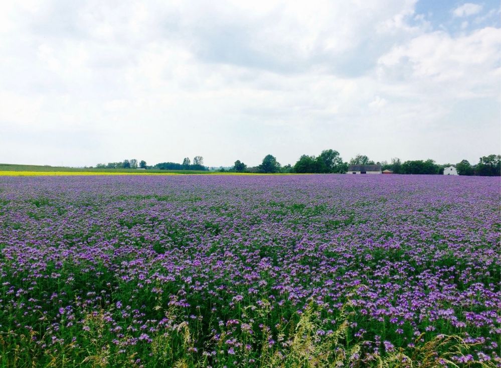 Domek nad jeziorem. 150 M od jeziora Głuszyńskiego