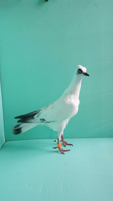 Gołębie ozdobne wiedeński, wiedeńskie lotne