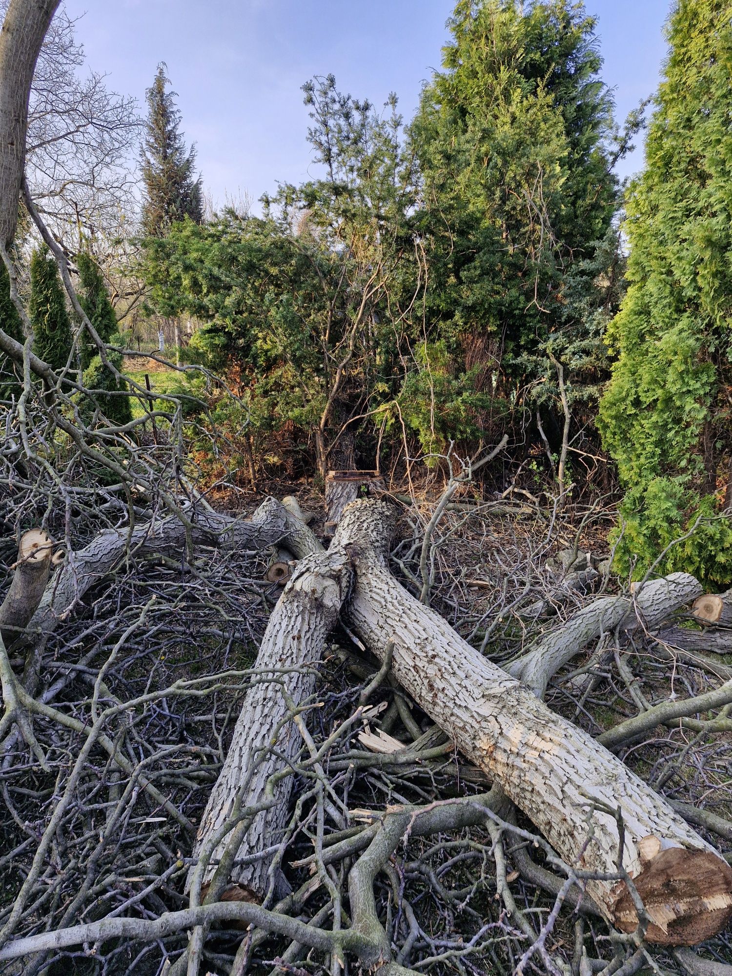 Sprzedam orzech kłoda
