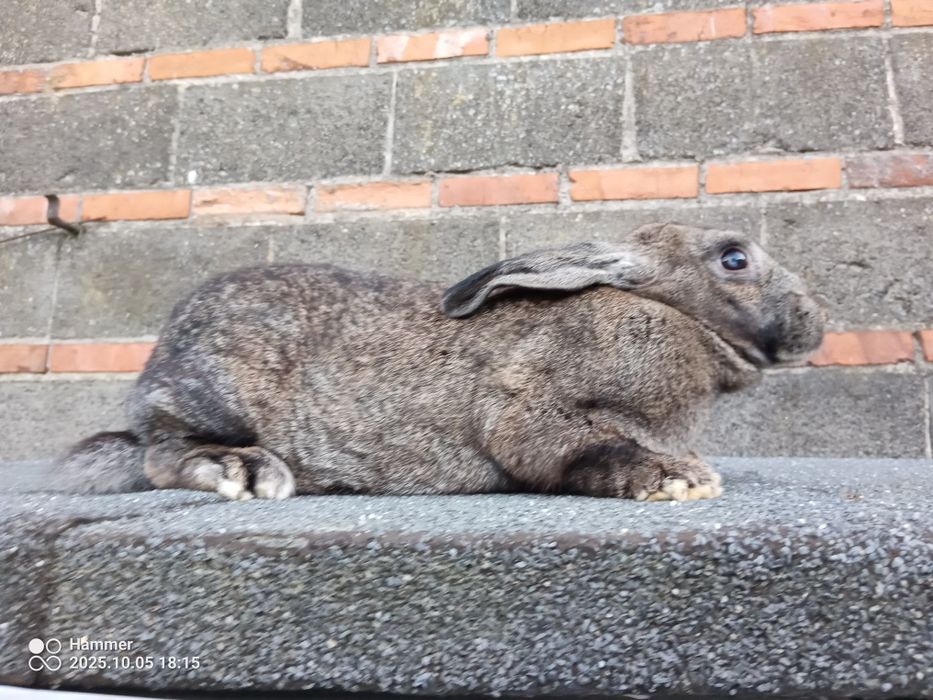 Witam sprzedam samice mieszańca