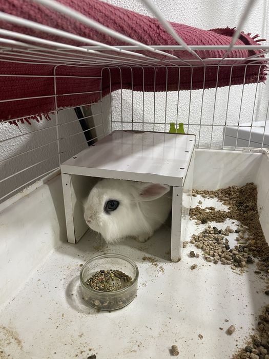 Coelho Anão para doar