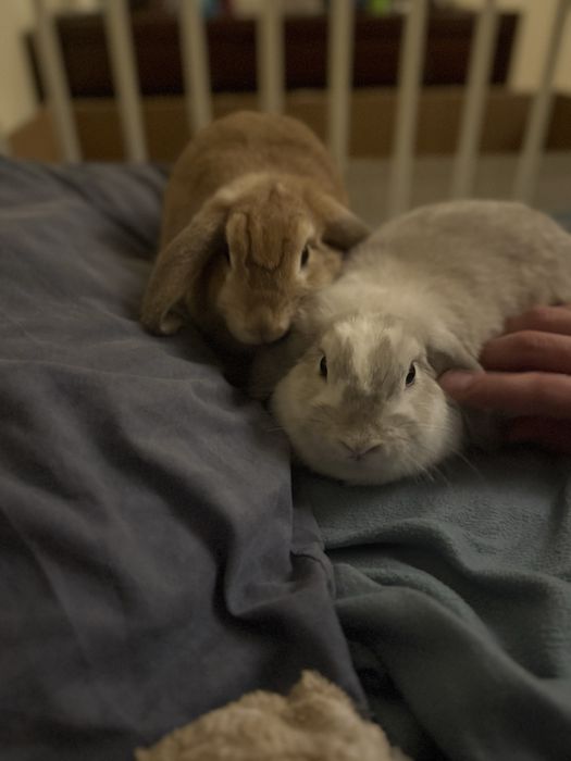 Отдам бесплатно кроликов