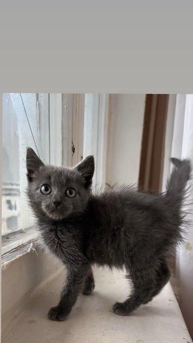 Отдам серого котенка, метис русской голубой, девочка, 1,5 месяца