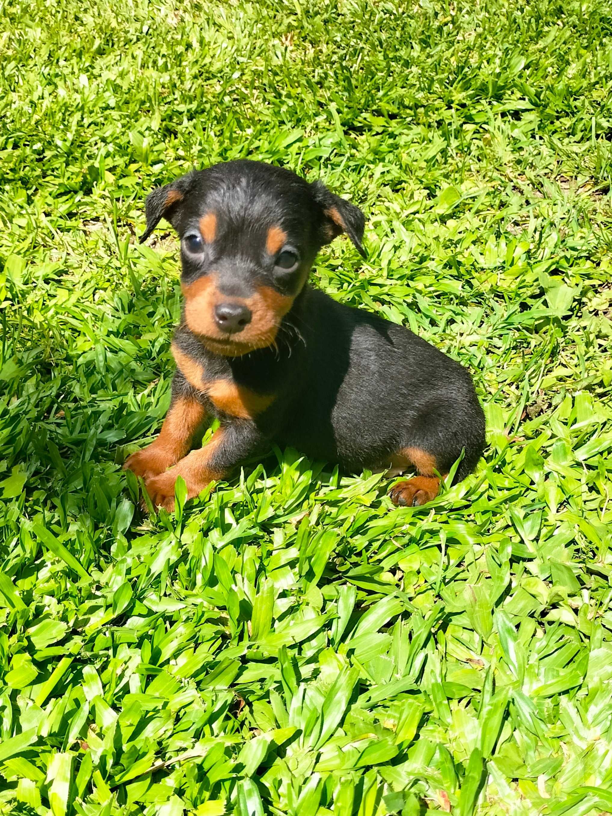 Pinscher  miniatura macho