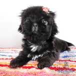Filhote Fêmea Shih Tzu