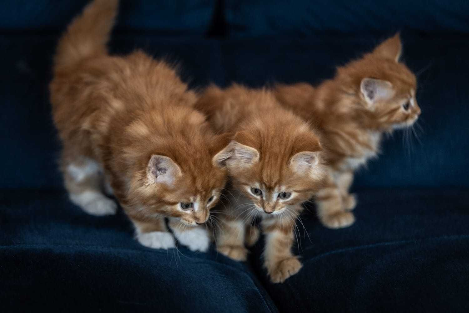 Koty Maine Coon sprzedam