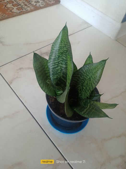 Sansewieria niska