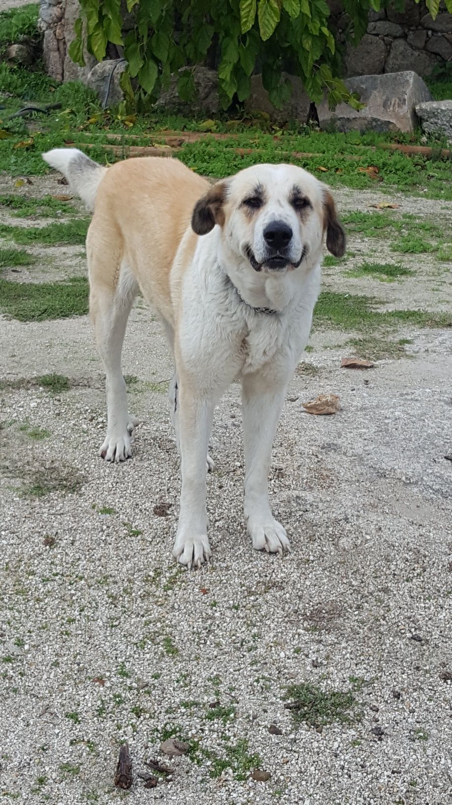 Cadela para adoção