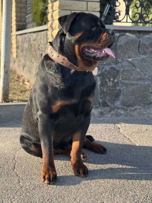 Ротвейлер молодой вязка