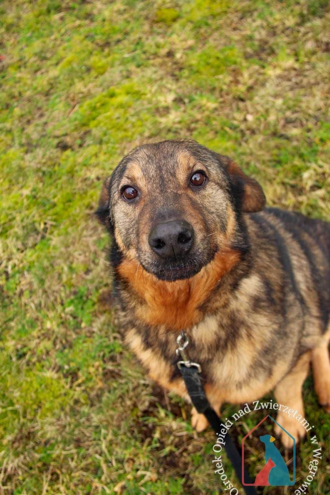 Bardzo miły fajny piesek Joker szuka domu! Adoptuj!