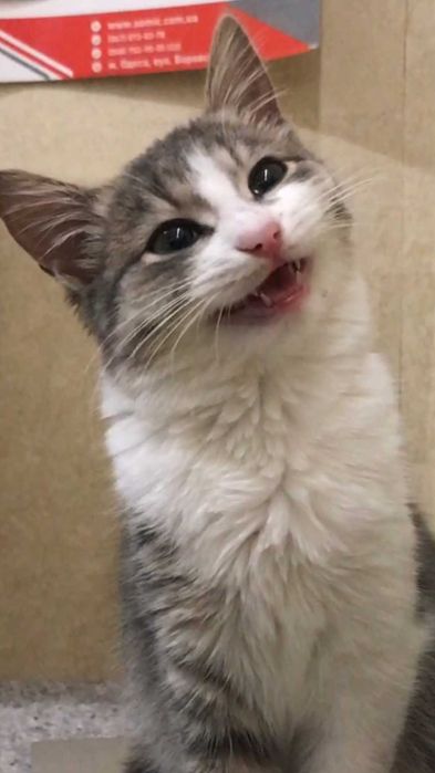 кішечка 3 місяці