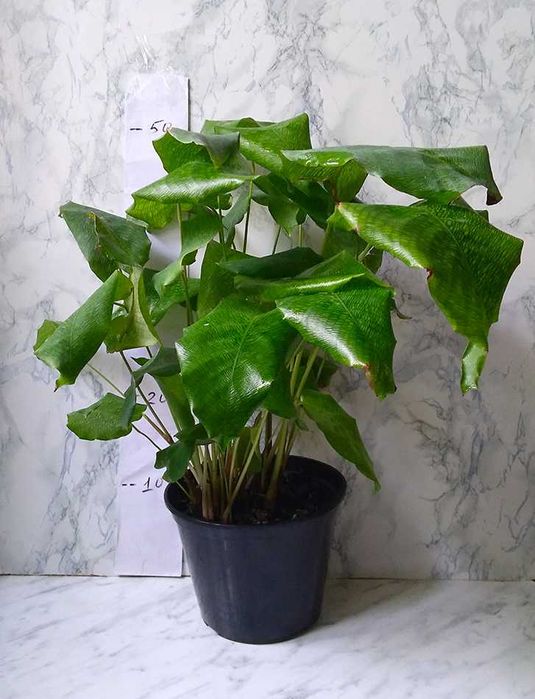 Продам Калатея Нетворк (Мозаічна) Calathea Network.