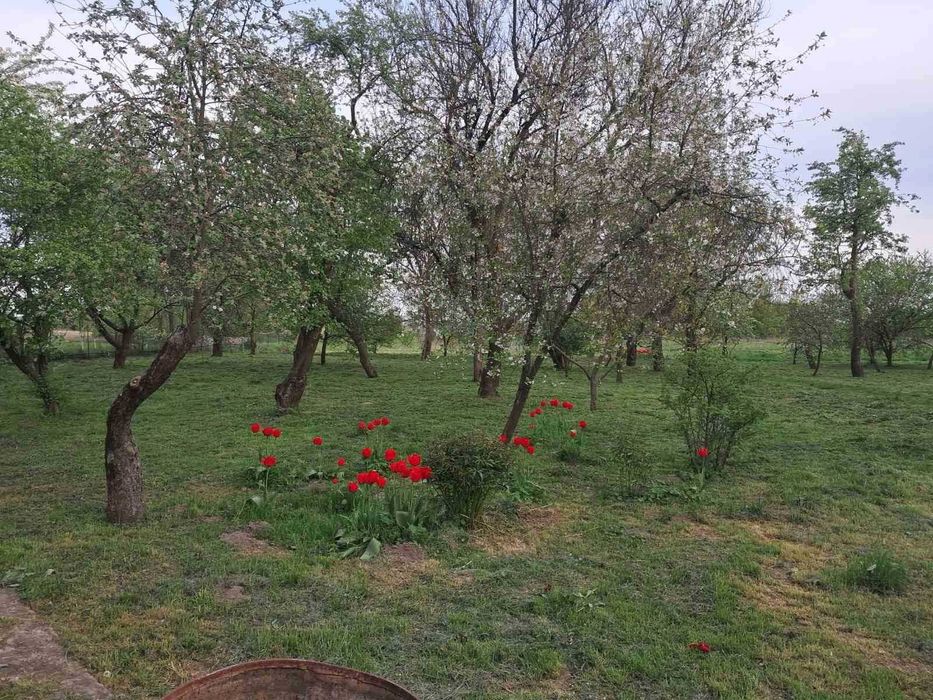 Продам будинок у с. Перемога  із земельною ділянкою 64 сотки