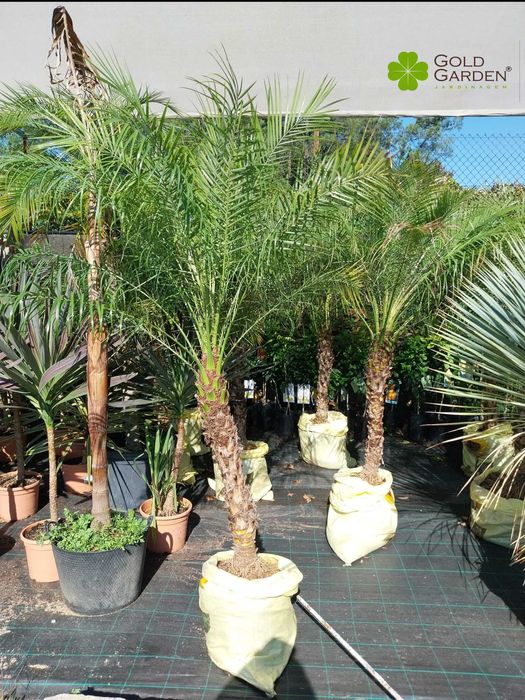 Palmeiras Phoenix várias alturas disponíveis!